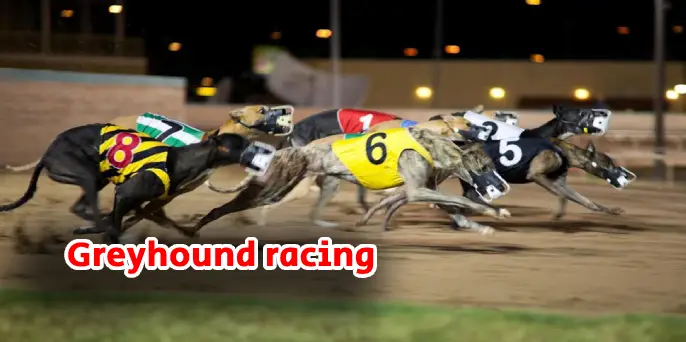 Greyhound racing